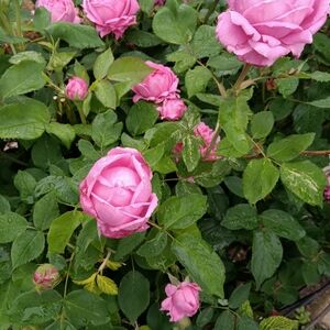 Meet your Posher, Rae